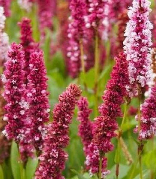 persicaria affinis 'Darjeeling red'